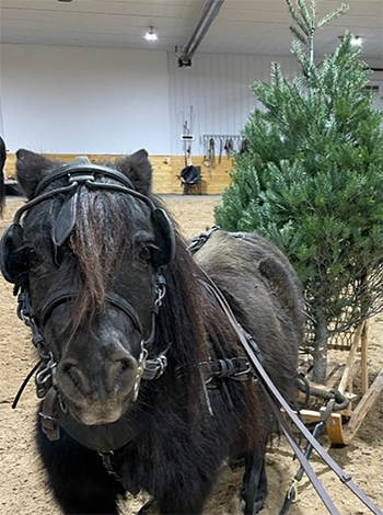 Martin the Miniature Horse